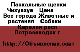 Пасхальные щенки Чихуахуа › Цена ­ 400 - Все города Животные и растения » Собаки   . Карелия респ.,Петрозаводск г.